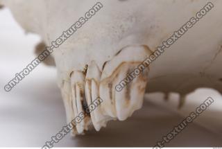 animal skull teeth 0009